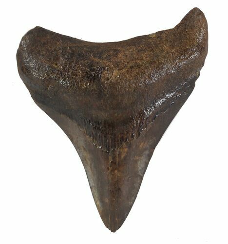 Brown, Fossil Megalodon Tooth - Georgia #89008